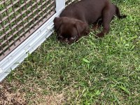 Küçük ( Petit ) Brabançon Elit yavru köpekler