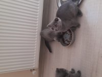 2 british, 1 scottish fold 3 aylık yavru sahiplendirme