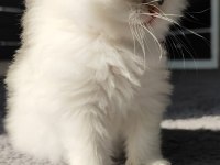 Kedimiz safkan prensese yuva arıyorum