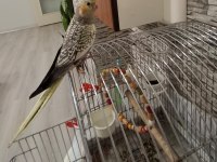 Full Evcil Sultan Papağanı