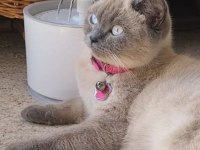 British shorthair dişi