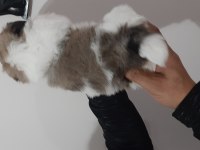 Pekinez yavru imperial cinsi