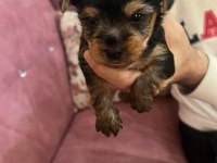 1 aylık yorkshire terrier