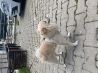 KÖPEGİM 9 AYLIK BÜTÜN AŞILARI TAM EĞİTİMLİ