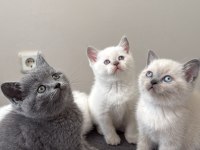 SAFKAN IRK VE SAĞLIK GARANTİLİ BEBEK KEDİLERİM
