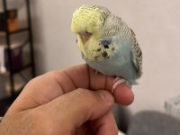 YAVRU ELE ALIŞLIN ŞHOW JUMBO ERKEK MUHABBET KUŞU