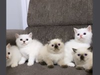 MAVİ GÖZLÜ SAFKAN BRİTİSH YAVRULARIMIZ
