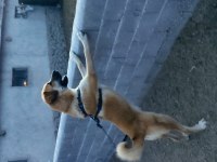 Sarı köpeğimiz