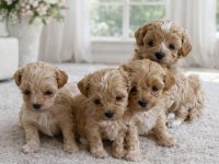 F1 Maltipoo toy boy yavrular