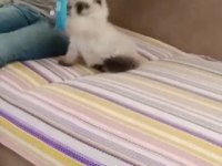 Beyaz mavi gözlü erkek british shorthair