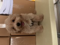 Beş Aylık Erkek Maltipoo Yeni Yuvası Olmak İstermisiniz