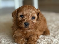 Poodle yavrularımız