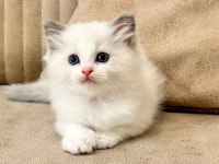 Bicolor Ragdoll Bebekler