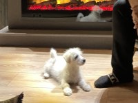 Maltese terrier Rus finosu kırması oğlumuza yuva