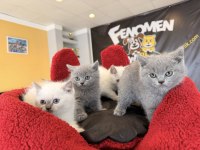 KEDİCİDEN RENK RENK ORJİNAL IRK YAVRU KEDİLER ANKARA