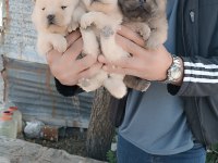 Aslan yavruları çin aslanı