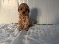 Dişi Toy Poodle Minik Güzellik