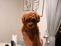 Poodle kız bebeğimiz