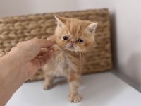 Şecereli Exotic Shorthair Bebekler