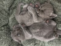 British shorthair uygun fiyat