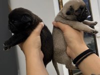 Dişi erkek pug mops