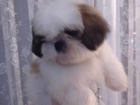 Shih tzu yavruları 0_3 aylık