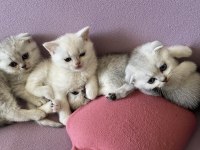 Scottish fold kediler Kaçıran üzülür
