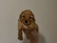 Güvenilir ve Referanslı Çiftlikten Toy Poodle