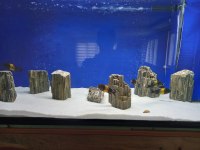BLACK KRİZA DAMIZLIK TROPHEUS KOLONİ 8D + 2E