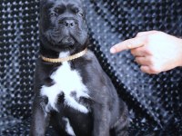 Fcı-Kıf Secereli Safkan Cane Corso Yavruları