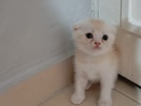 Scottish fold uzun ve kısa tüylü efsane yavrularım