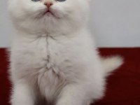 British shorthair yavrular