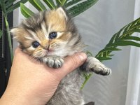 Safkan british golden taby