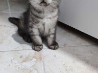 Scottish fold dişi 2 aylık