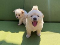 BAYRAM ŞEKERİ SAMOYED BEBEKLER (UYGUN)