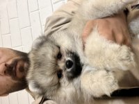 Uygun Pomeranian boo