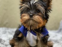 Evimizin akıllı şekeri yorkshire terrier