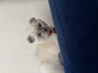 Scottish fold blue point 3 aylık kedimiz