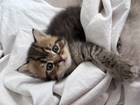 british shorthair brown tabby