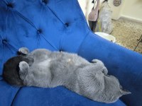 ÜCRETSİZ ORJİNAL BRİTİSH