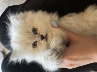 British longhair cins kedimiz erkek