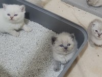 Scottish fold british shorthair blue point bebekler