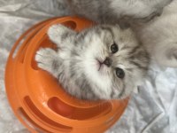 Scottish fold silver bebekler