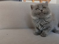 Safkan British longhair prenses