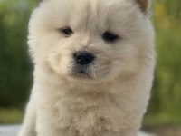CHOW CHOW (ÇİN ASLANI) YAVRULARIMIZ
