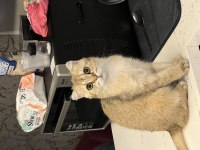 Takip şartlı sahiplendirilecek kedimiz