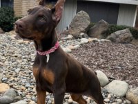 Üst kalite europa dobermanlar estetikli ve estetiksiz