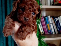Toy poodle efsane bebekler