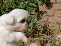 Yavru pekinez köpekler