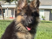 A KALİTE ALMAN ÇOBAN YAVRULARI ISTANBUL 